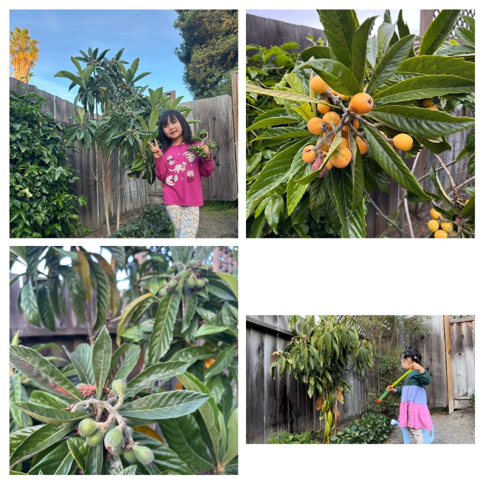Loquat tree and fruit - Meng Chen